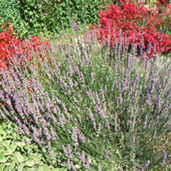 Lavandula x intermedia 'Fred Boutin' (lavandin 'Fred Boutin')
