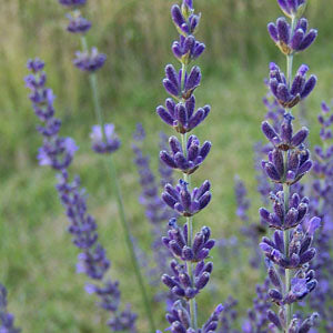 Lavandula x intermedia 'Gros Bleu' Lavender