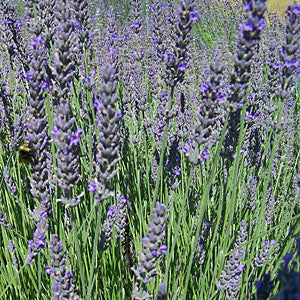 Lavandula x intermedia 'Impress Purple' (Lavender)