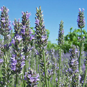 Lavandula x intermedia 'Lullingstone Castle' (Lavender)
