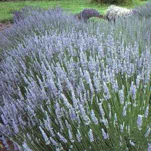 Lavandula x intermedia 'Provence' (Lavender)