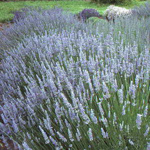 lavender yield per plant Lavandin 'Super'