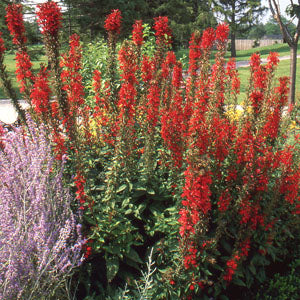 Lobelia cardinalis (cardinal flower)