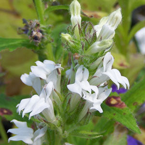 Lobelia siphilitica 'Alba' (white great lobelia)