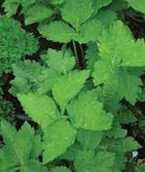 Levisticum officinale (Lovage)