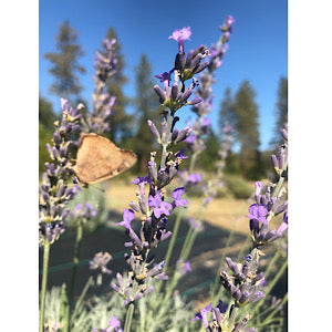 Lavandula angustifolia 'Maillette' Lavender