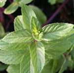 Mentha 'Chocolate' (mint)