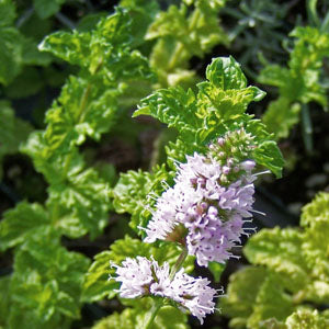Mentha spicata 'Strawberry' (strawberry mint)
