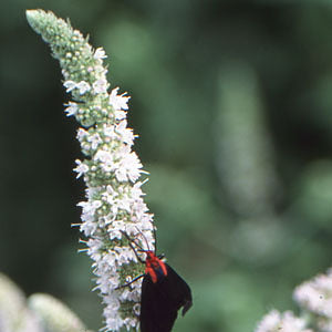 Mentha x villosa alopecuroides (woolly applemint)