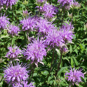 Monarda menthifolia (mint-leaved beebalm)
