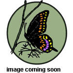 Kniphofia 'Corallina' (red hot poker)