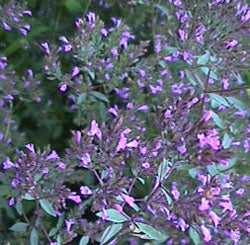 Origanum laevigatum (thin stemed oregano)