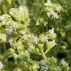 Origanum x majoricum (sweet marjoram)