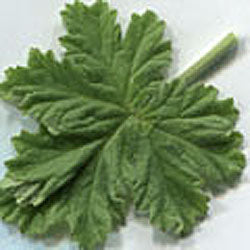 Pelargonium 'Bourbon Rose' (rose scented geranium)