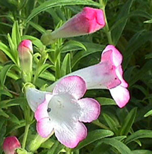 Penstemon 'Thorn'