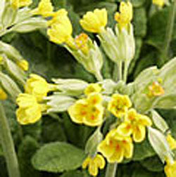 Primula veris (cowslip)