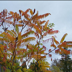Rhus typhina (staghorn sumac)