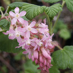 Ribes sanguineum (red flowering currant)