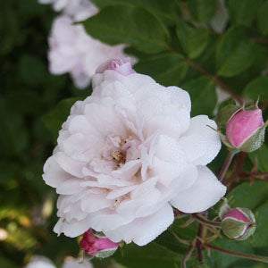 Blush Noisette Rose and buds