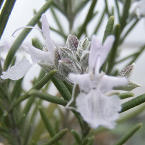 Rosmarinus offcinalis 'Albiflorus' (white rosemary)