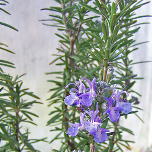 Rosmarinus officinalis 'Anna Hulka' (rosemary 'Anna Hulka')