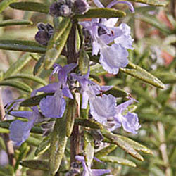 Rosmarinus officinalis 'Gorizia' (Rosemary)