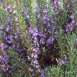 Rosmarinus officinalis 'Herb Cottage' (Rosemary)