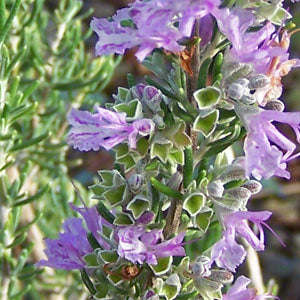 Rosmarinus officinalis 'Majorica Pink' (pink Rosemary)