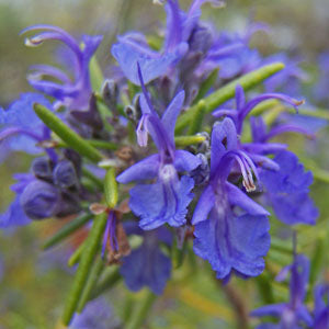 Rosmarinus officinalis 'Mozart' (Rosemary)