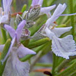Rosmarinus officinalis 'Nancy Howard' (Rosemary)