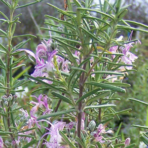 Rosmarinus officinalis 'Portugese Pink' (Rosemary)