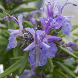Rosmarinus officinalis 'Tuscan Blue' (Rosemary)