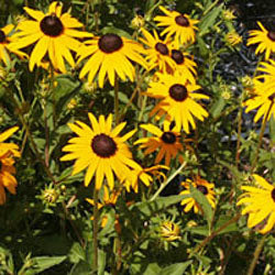 Rudbeckia fulgida var. sullivantii 'Goldstrum'