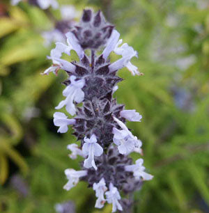 Salvia brandegei