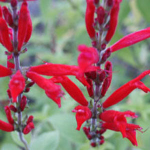 Salvia elegans 'Scarlet Pineapple' (pineapple sage)