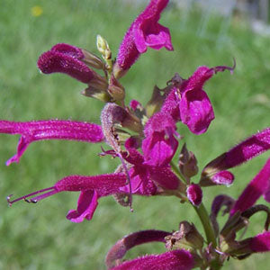 Salvia iodantha