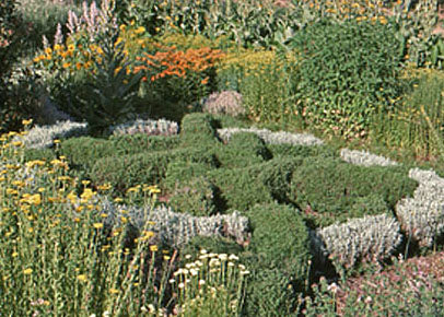 Santolina chamaecyparissus (grey santolina)