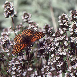 Thymus vulgaris 'Narrow Leaf French' (French thyme)