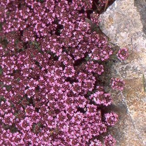 Thymus leuchotrichus (moonlight thyme)