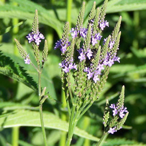 Verbena hastata