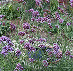 Verbena bonariensis