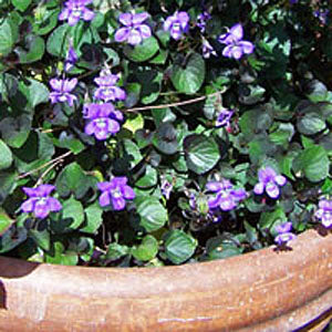 Viola labradorica (Labrador violet)