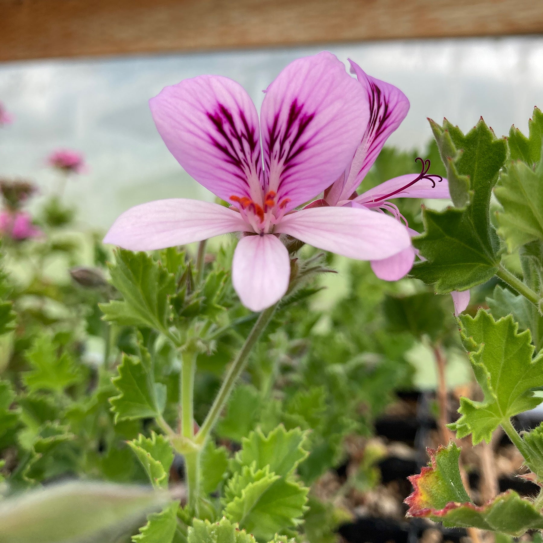 Scented Pelargoniums (Scented Geraniums) – Charsaw Farms