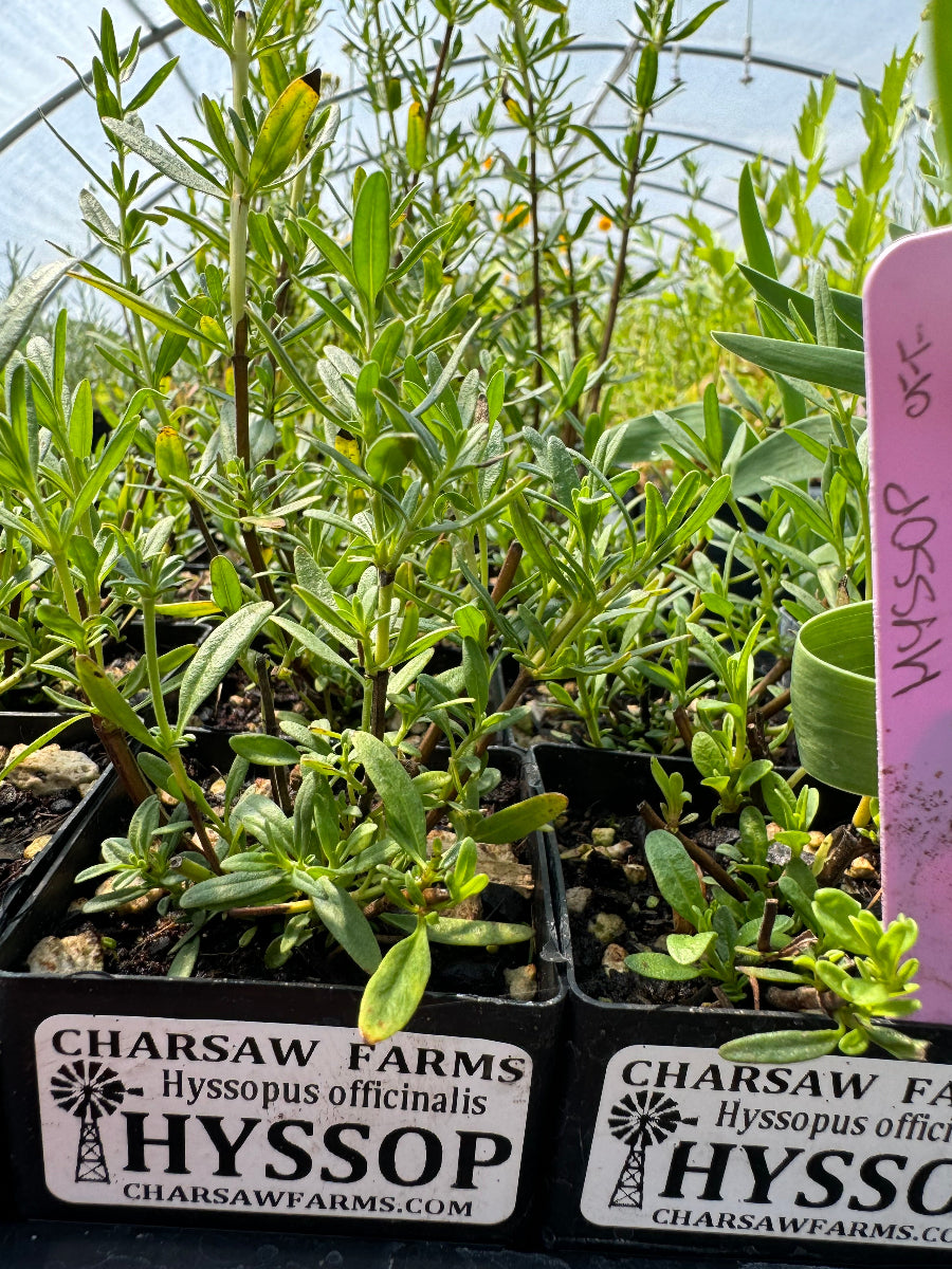 Hyssop officinalis fragrant green foliage in a pot in the greenhouse