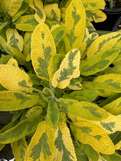 Salvia Icterina culinary sage leaves for cooking
