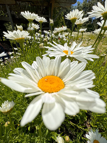 Alaska Shasta daisy white flowers with yellow centers in summer garden