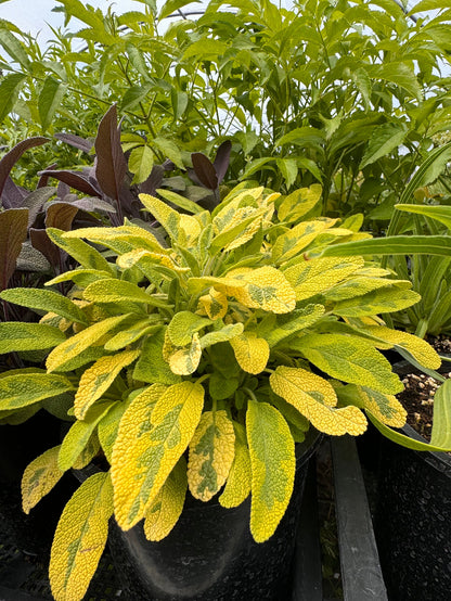Variegated sage plant in container in a greenhouse