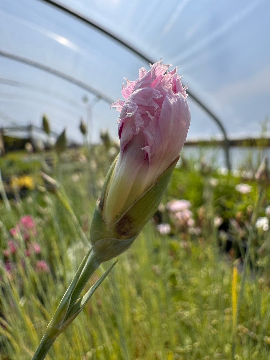 Close up of Dianthus 'Gloriosa' pink flower bloom before opening in a greenhouse