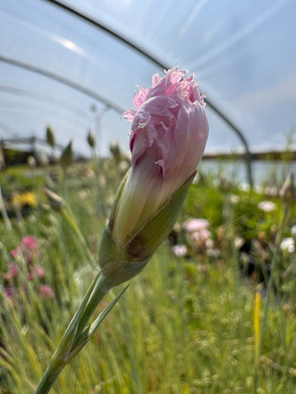 Close up of Dianthus 'Gloriosa' pink flower bloom before opening in a greenhouse