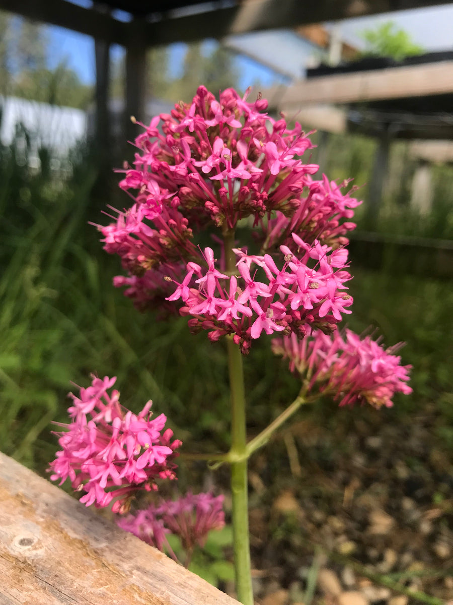 Pink Centranthus ruber in full bloom with airy flower clusters in partial shade